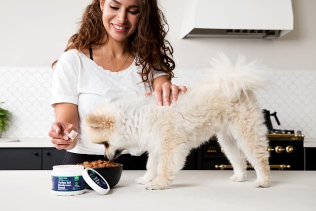 Owner feeding dog